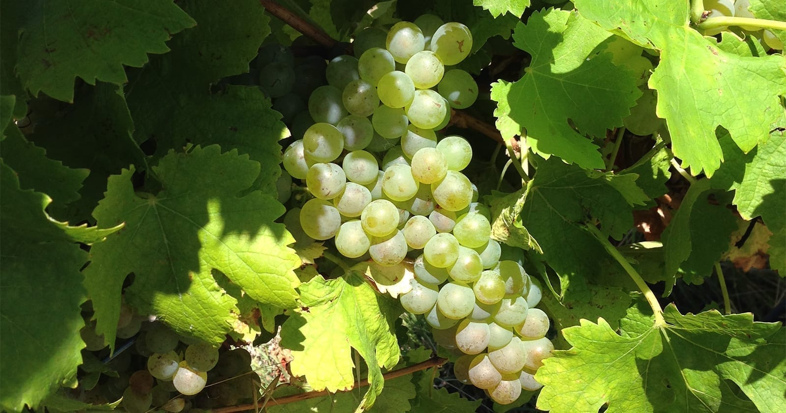 Bunch of McLaren Vale Viognier grapes