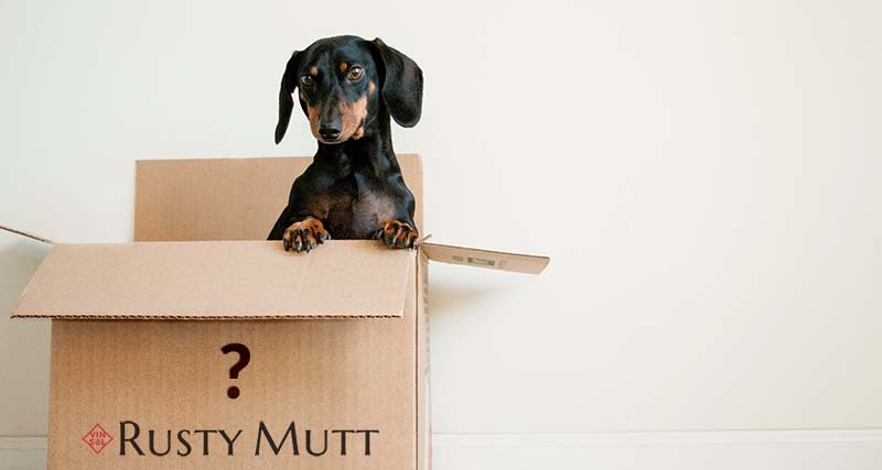 Rusty Mutt dog in a mystery wine box
